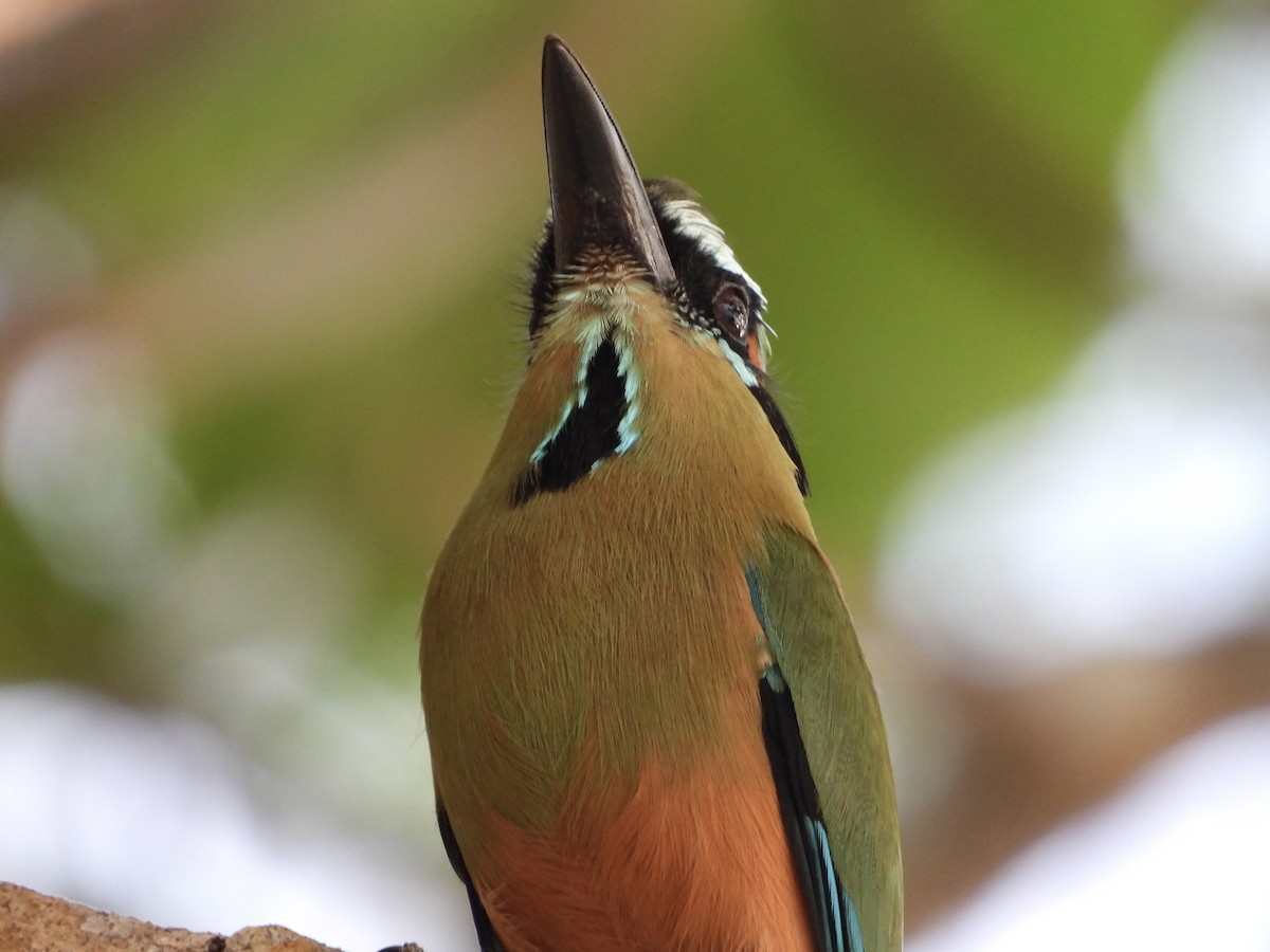 Момот рудочеревий - ML645609300