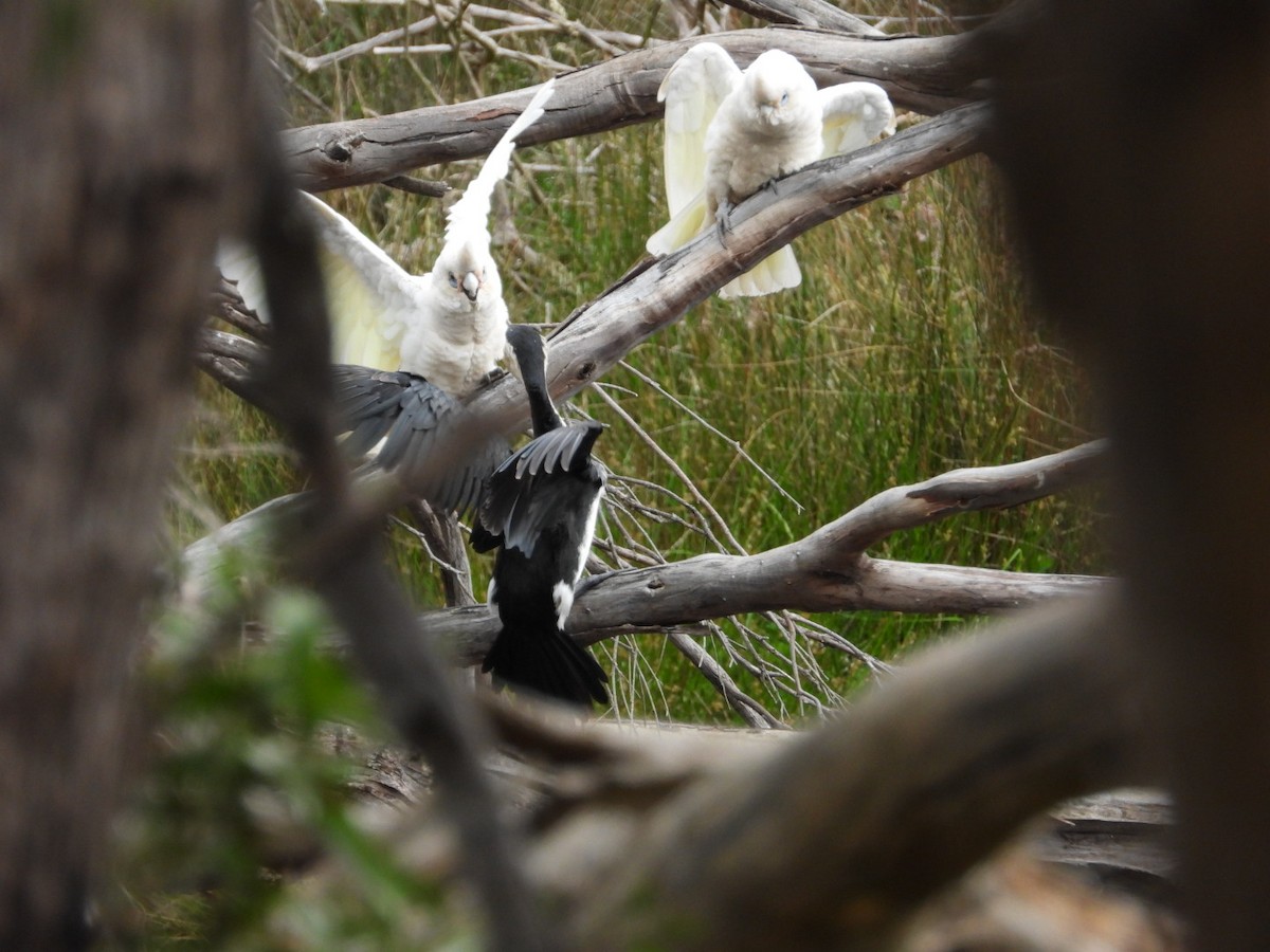 kakadu naholící - ML645609301