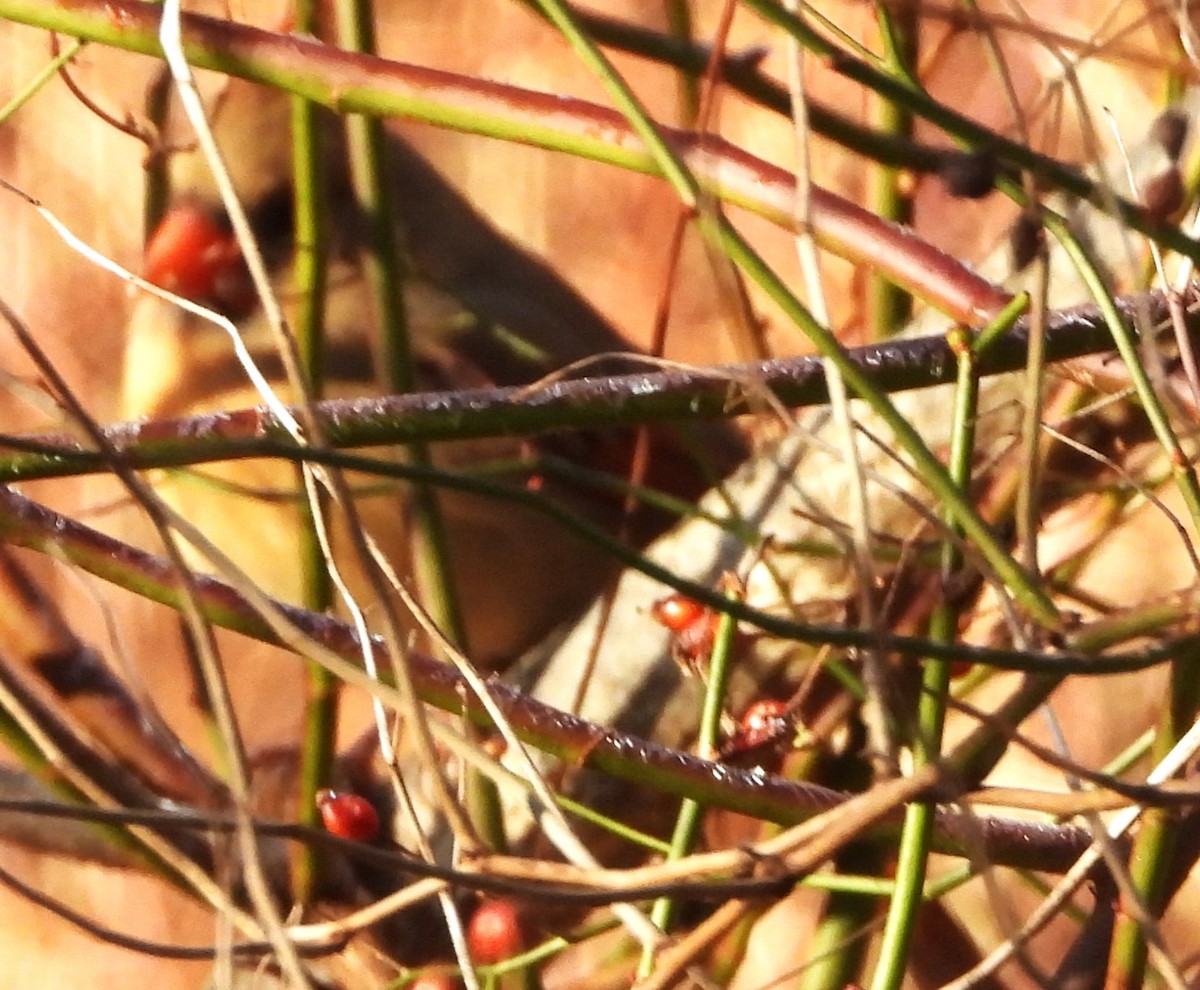 Northern Cardinal - ML645609303