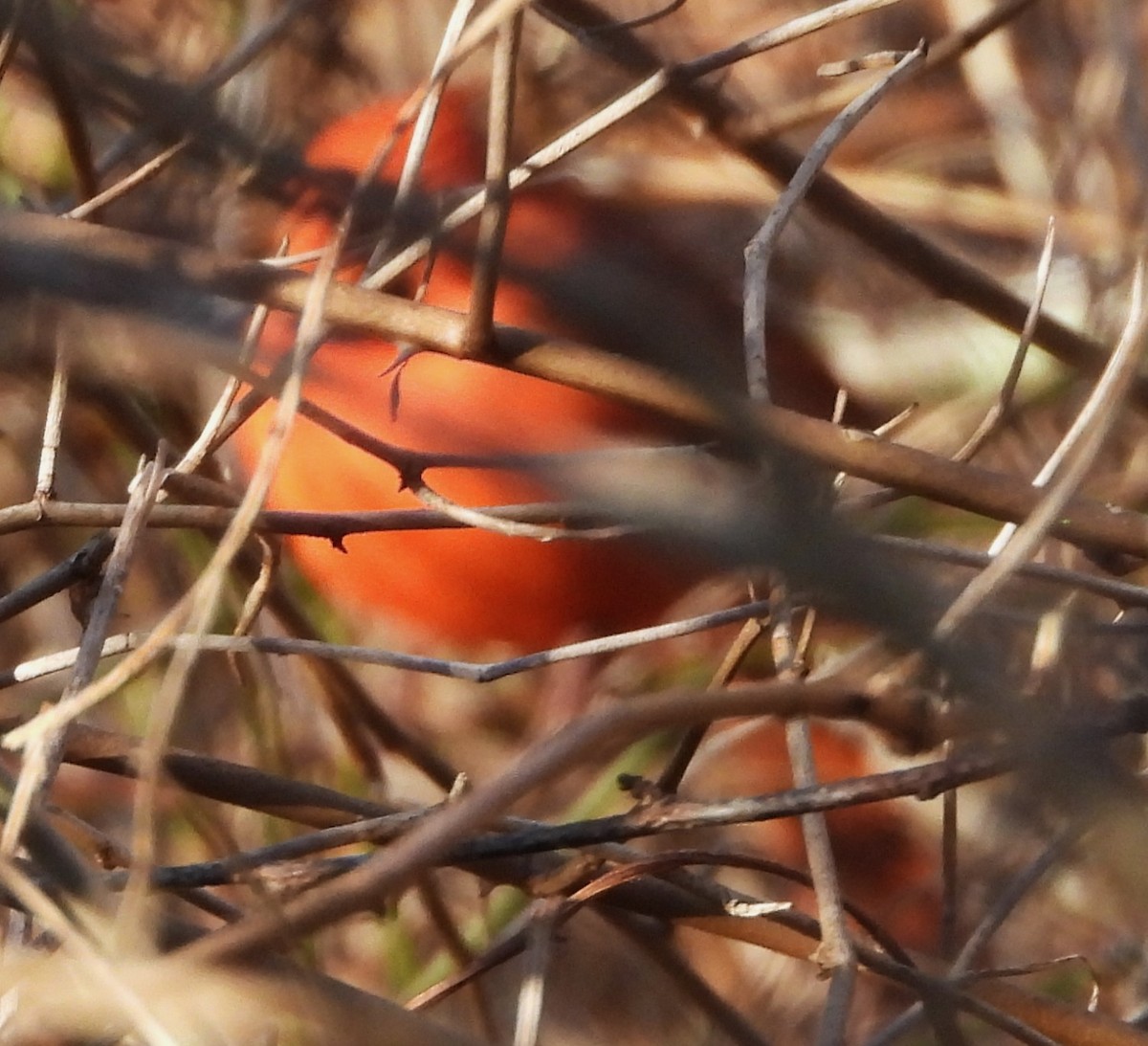 Northern Cardinal - ML645609308