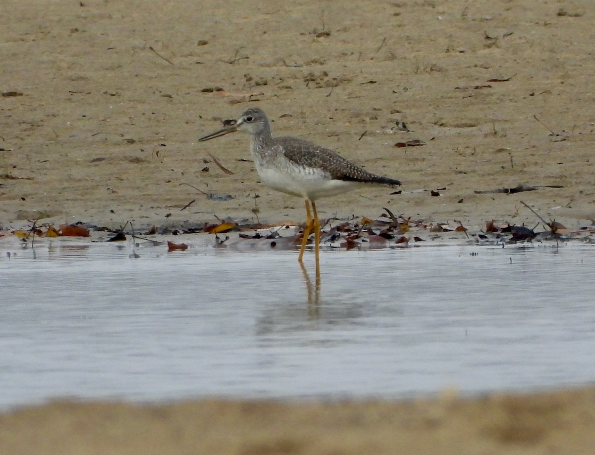 Archibebe Patigualdo Grande - ML645609309