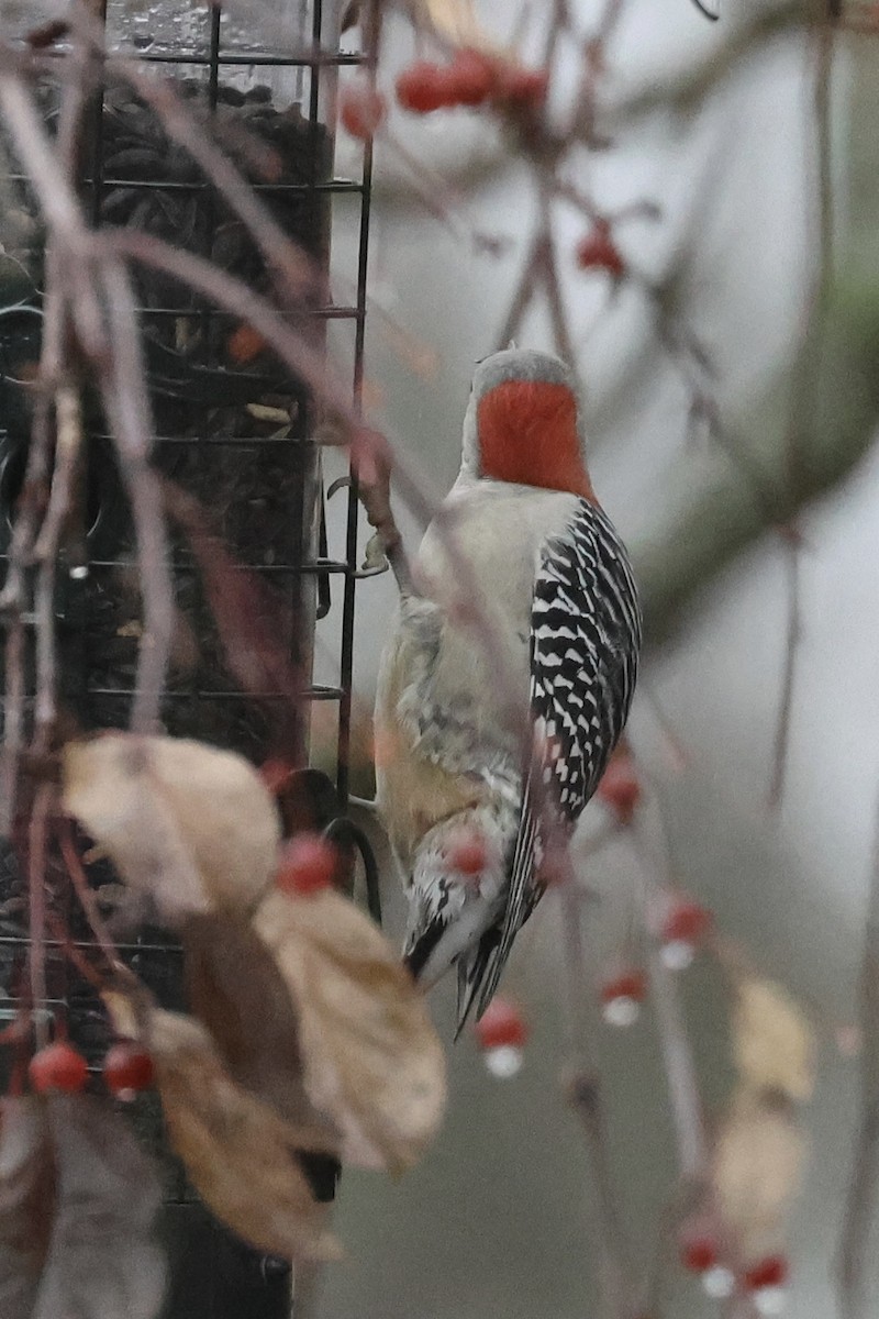 Red-bellied Woodpecker - ML645609315