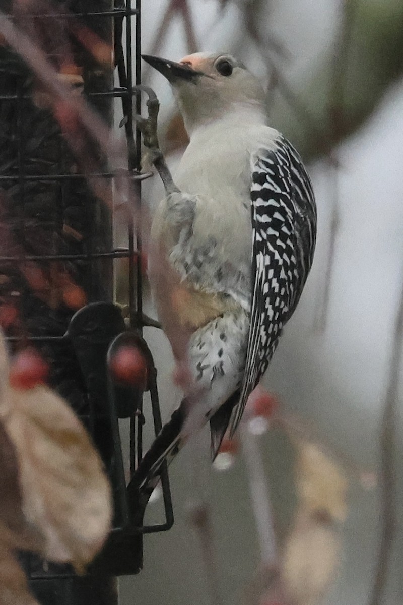 Red-bellied Woodpecker - ML645609316