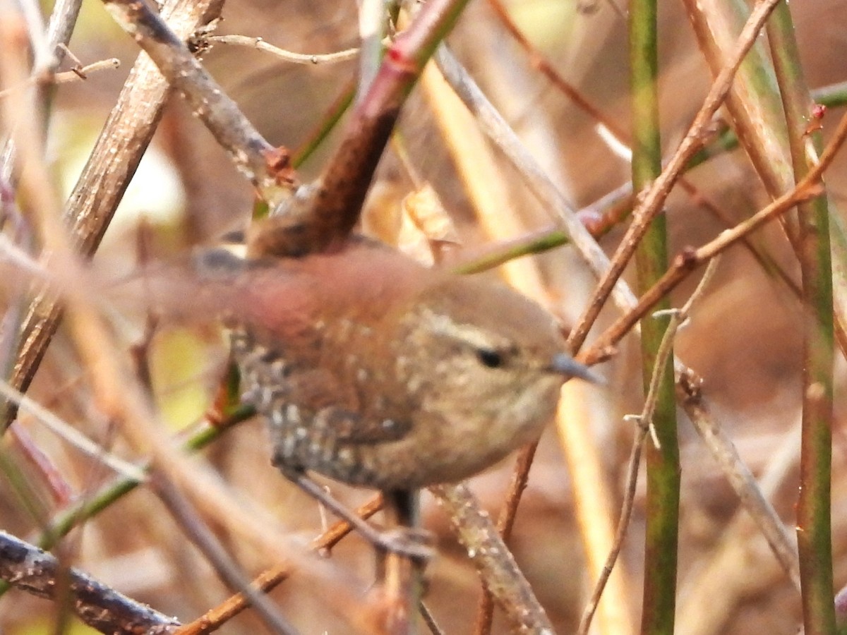 Winter Wren - ML645609324