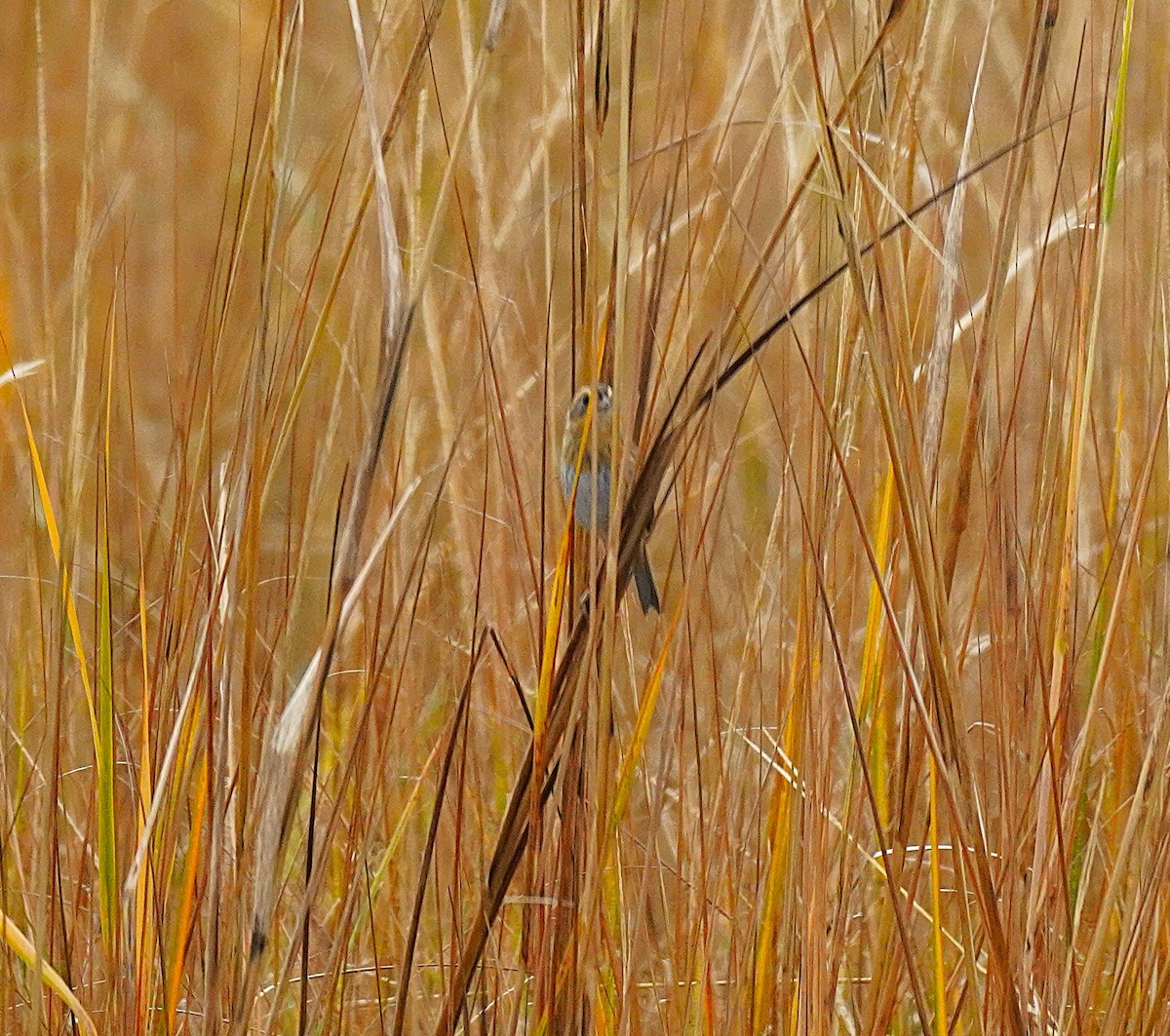 Nelson's Sparrow - ML645609325
