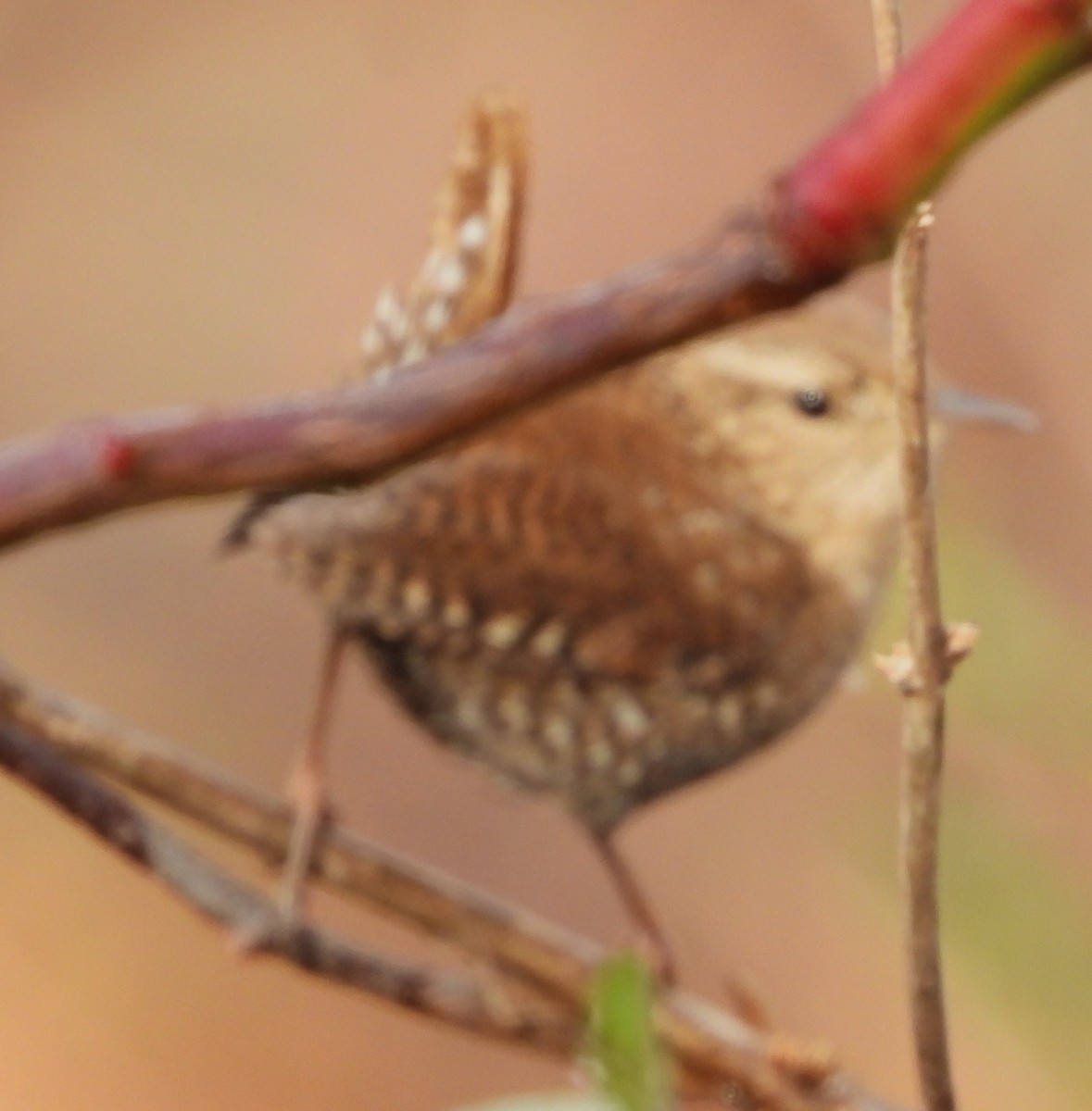 Winter Wren - ML645609326