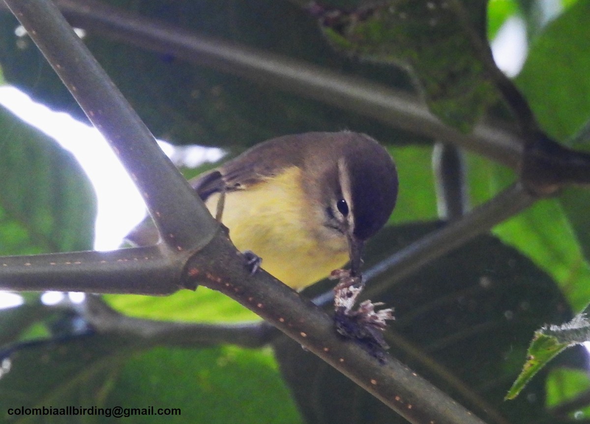 Brown-capped Vireo - ML645609332