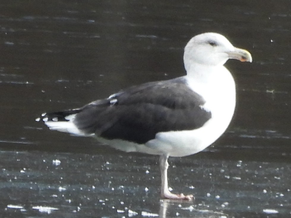 Great Black-backed Gull - ML645609333