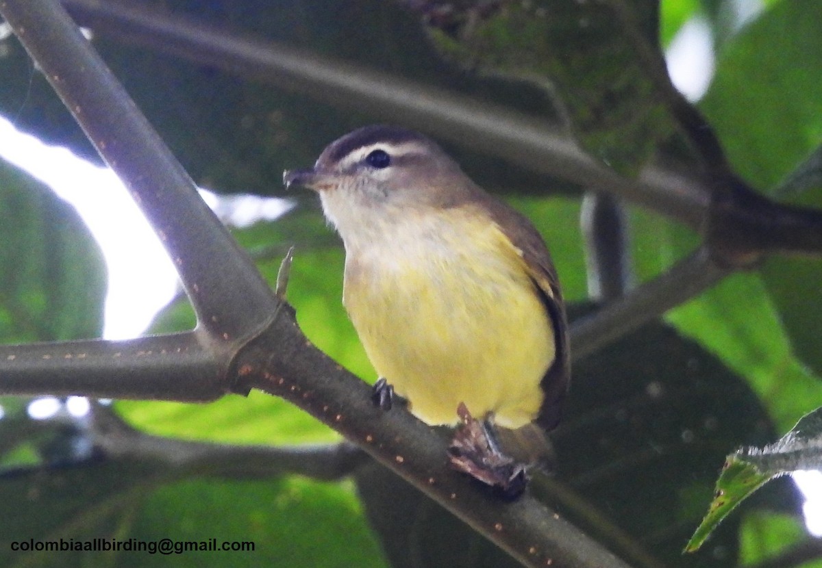 Brown-capped Vireo - ML645609338
