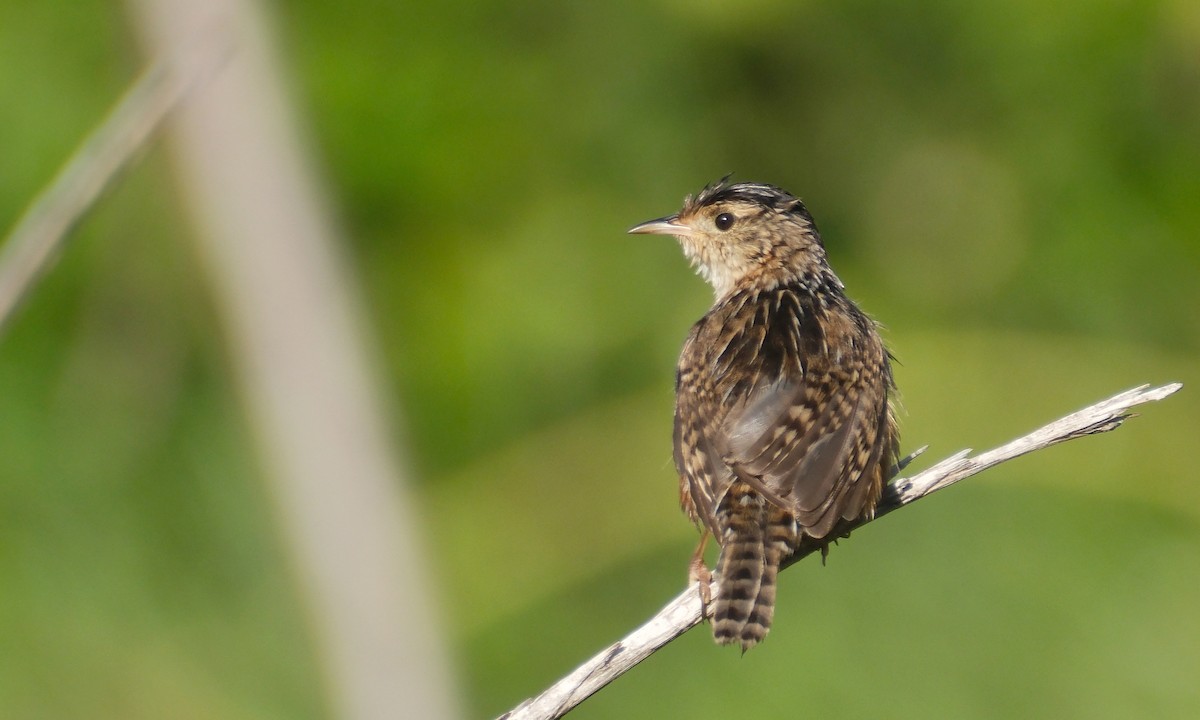 Sedge Wren - ML645609348
