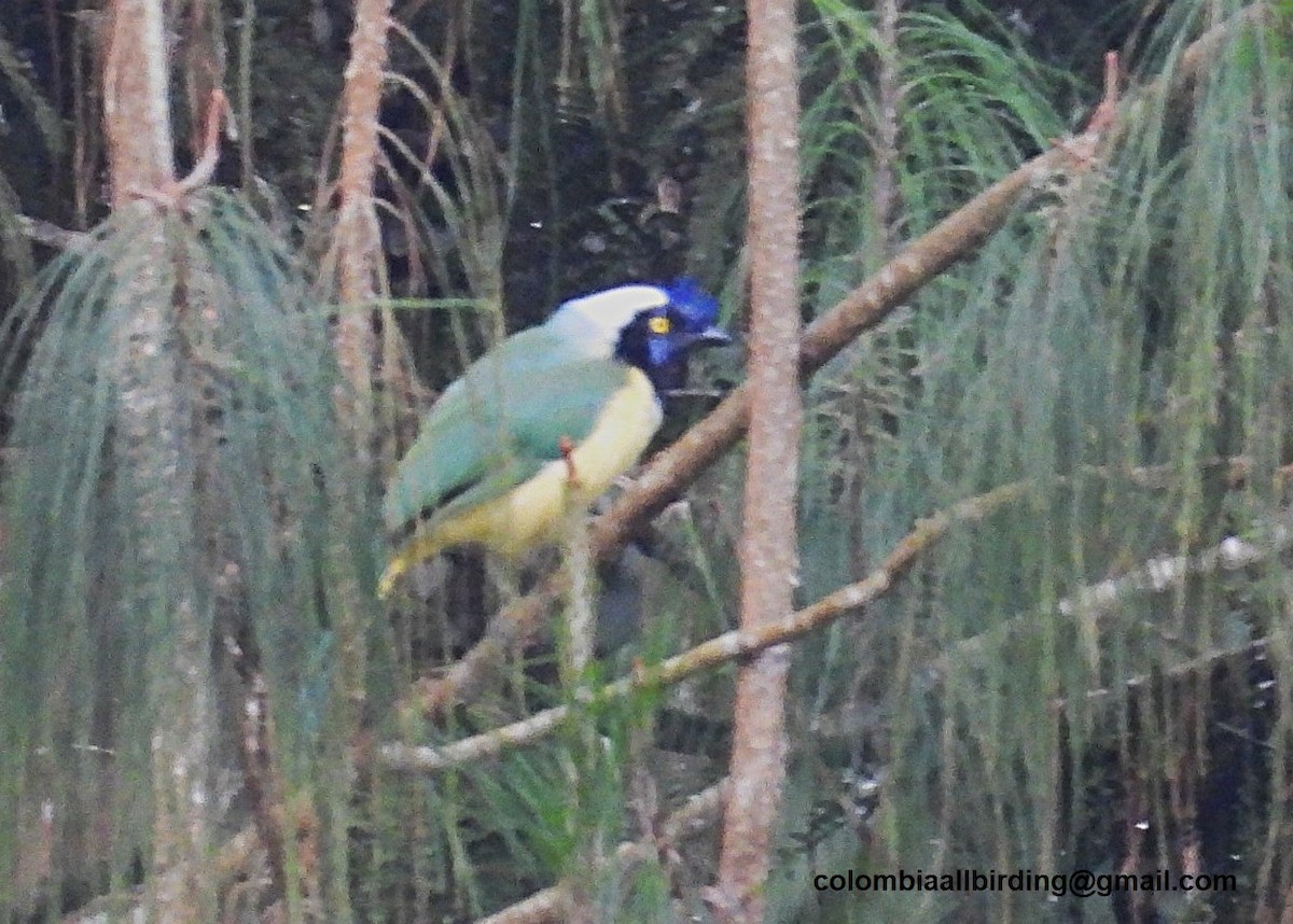 sojka zelenavá - ML645609361