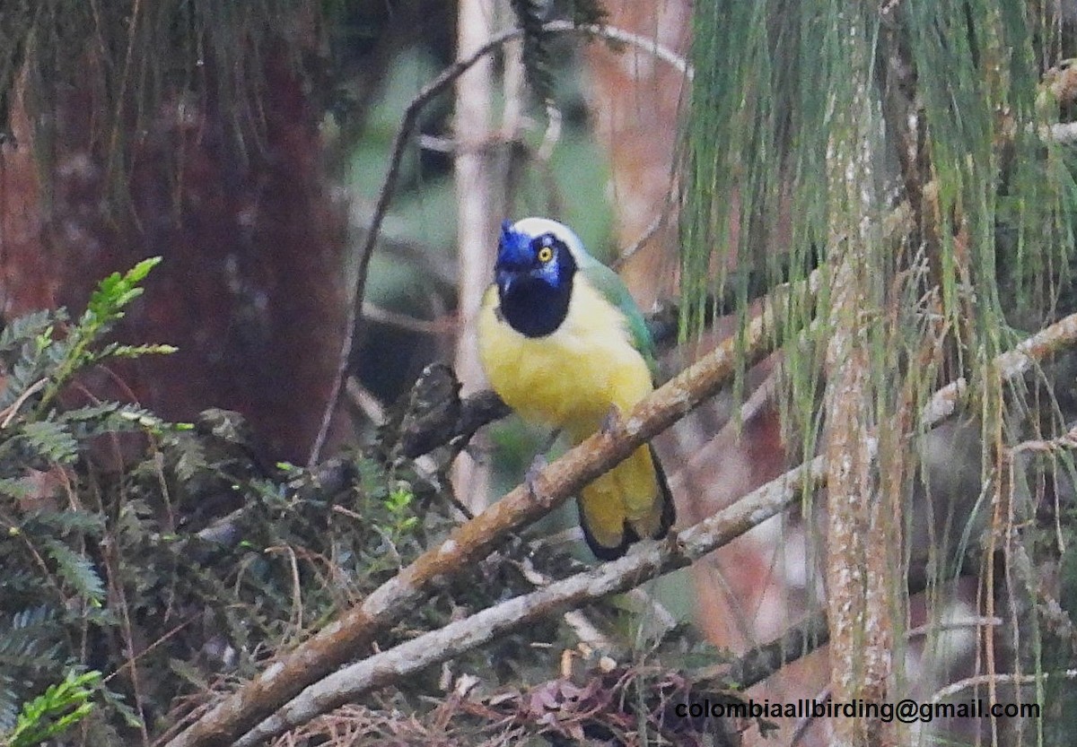 sojka zelenavá - ML645609365