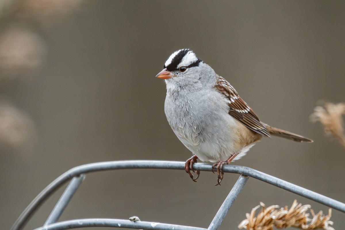 White-crowned Sparrow - ML645609380