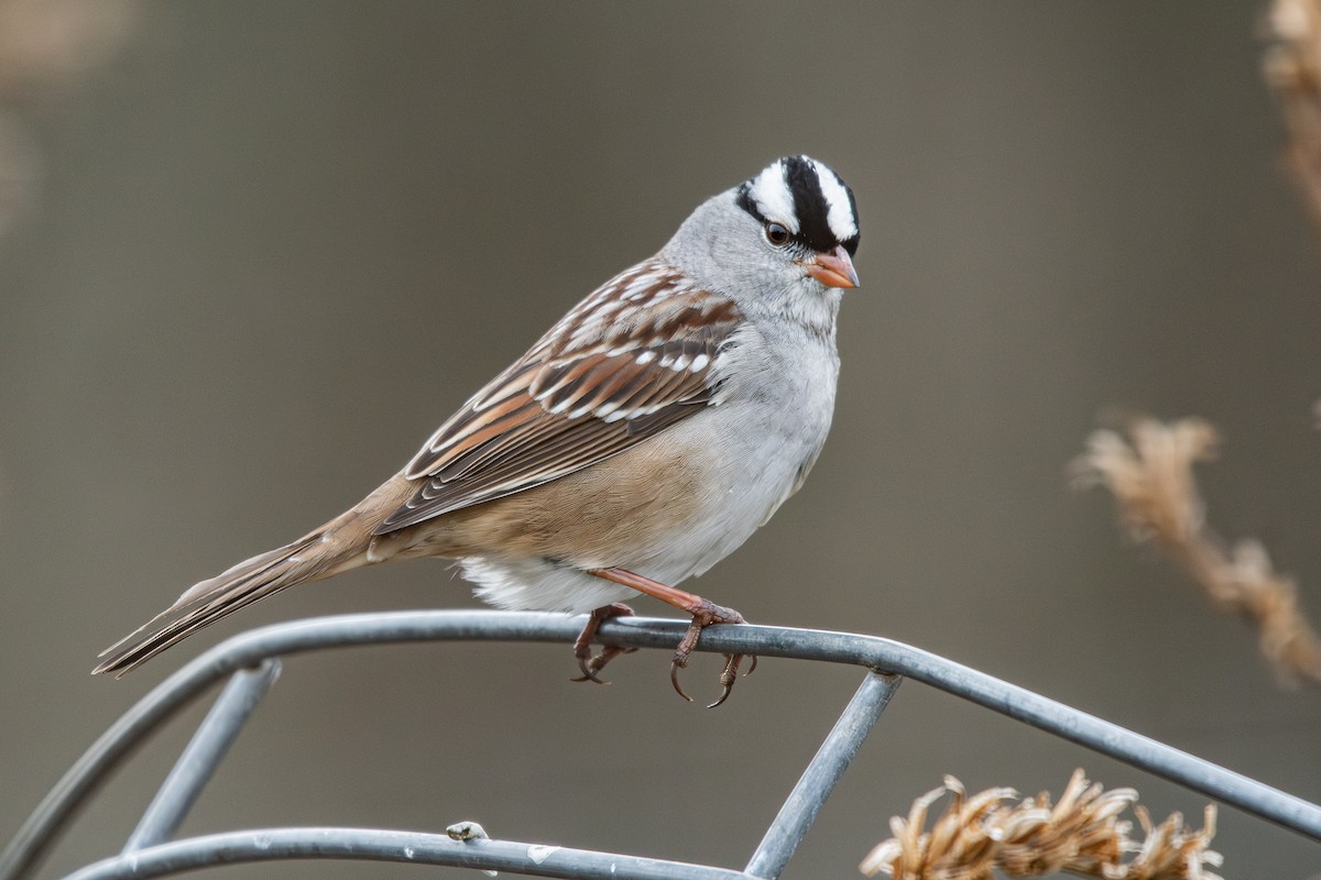 White-crowned Sparrow - ML645609381