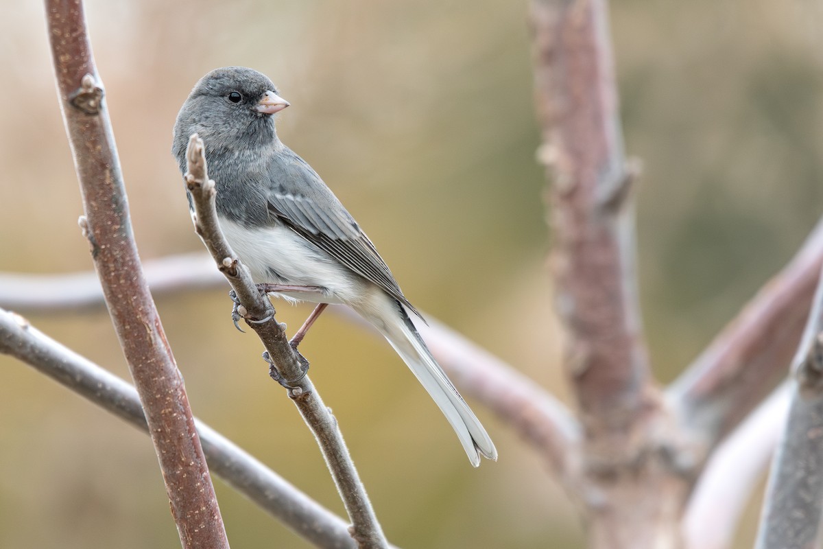 Dark-eyed Junco - ML645609385