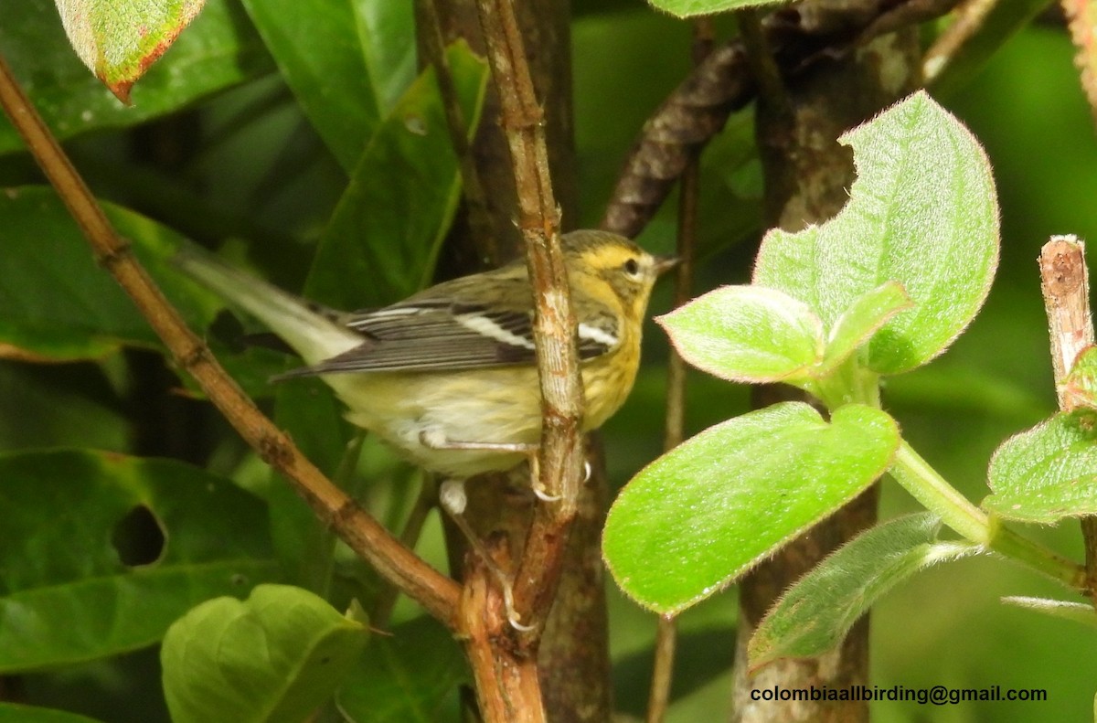 Reinita Gorjinaranja - ML645609388