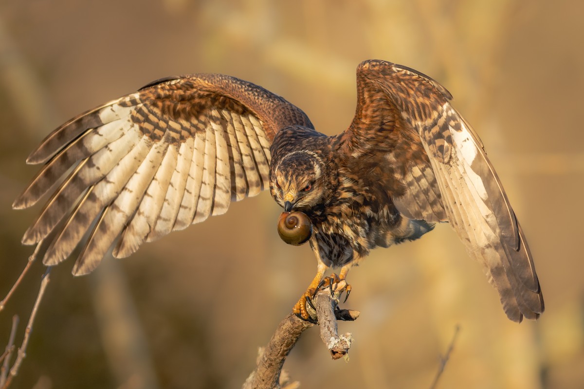 Snail Kite - ML645609389