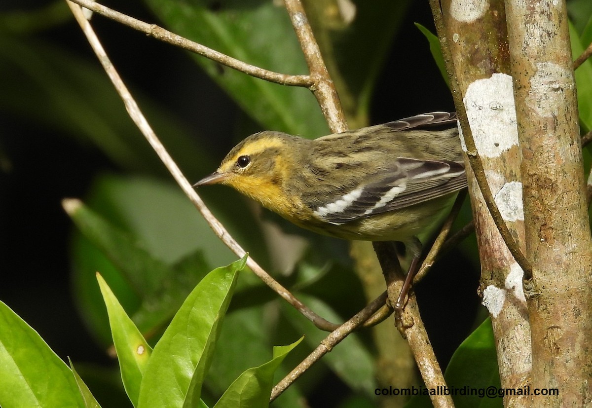 Reinita Gorjinaranja - ML645609399