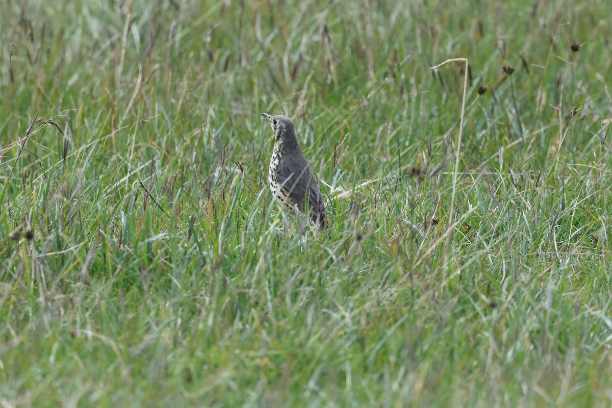 drozd etiopský - ML645609402