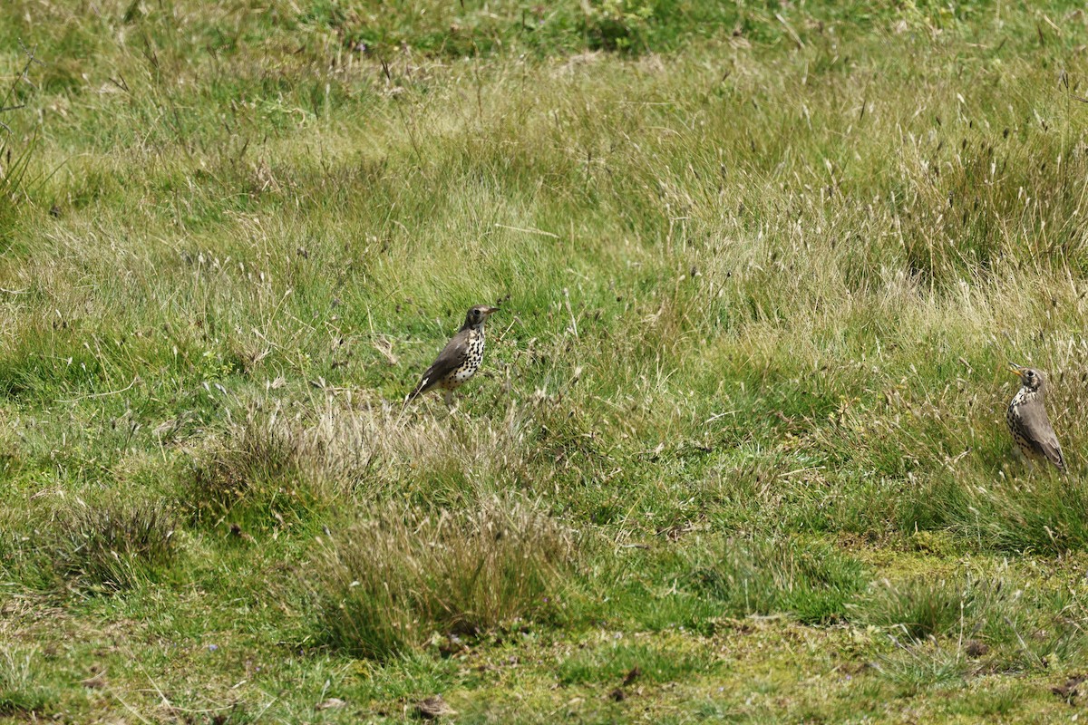 drozd etiopský - ML645609403