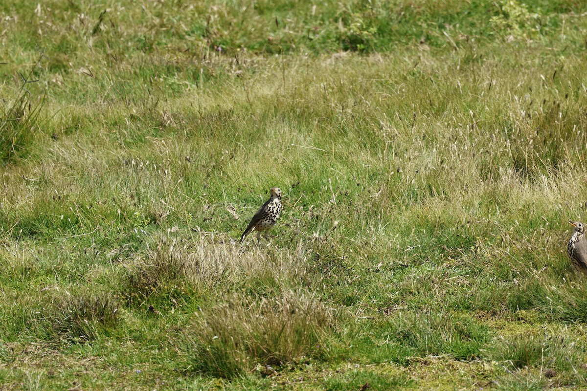 drozd etiopský - ML645609404