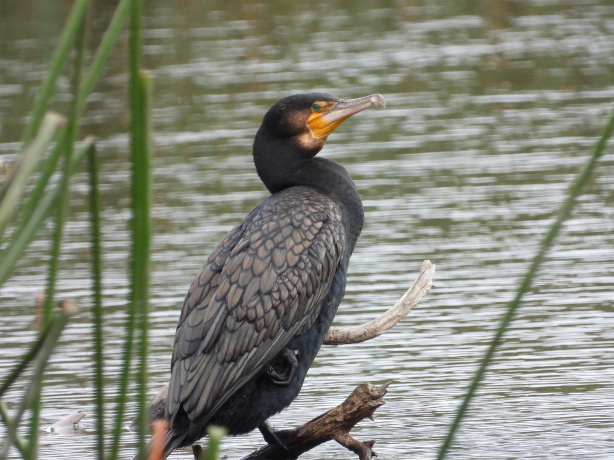 kormorán velký - ML645609408