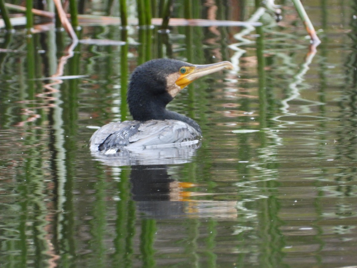 kormorán velký - ML645609409