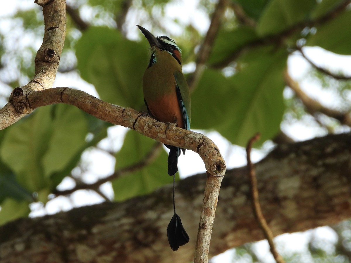 Момот рудочеревий - ML645609414