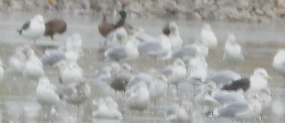 Great Black-backed Gull - ML645609415