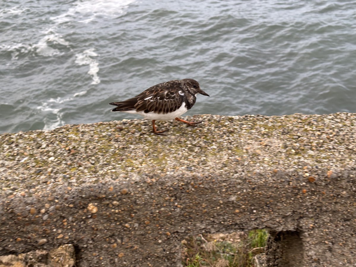 Voltapietre - ML645609417