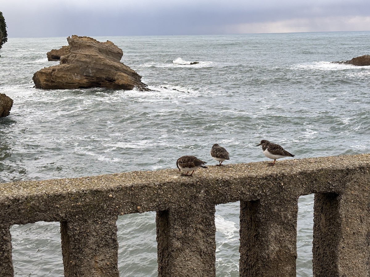 Voltapietre - ML645609419