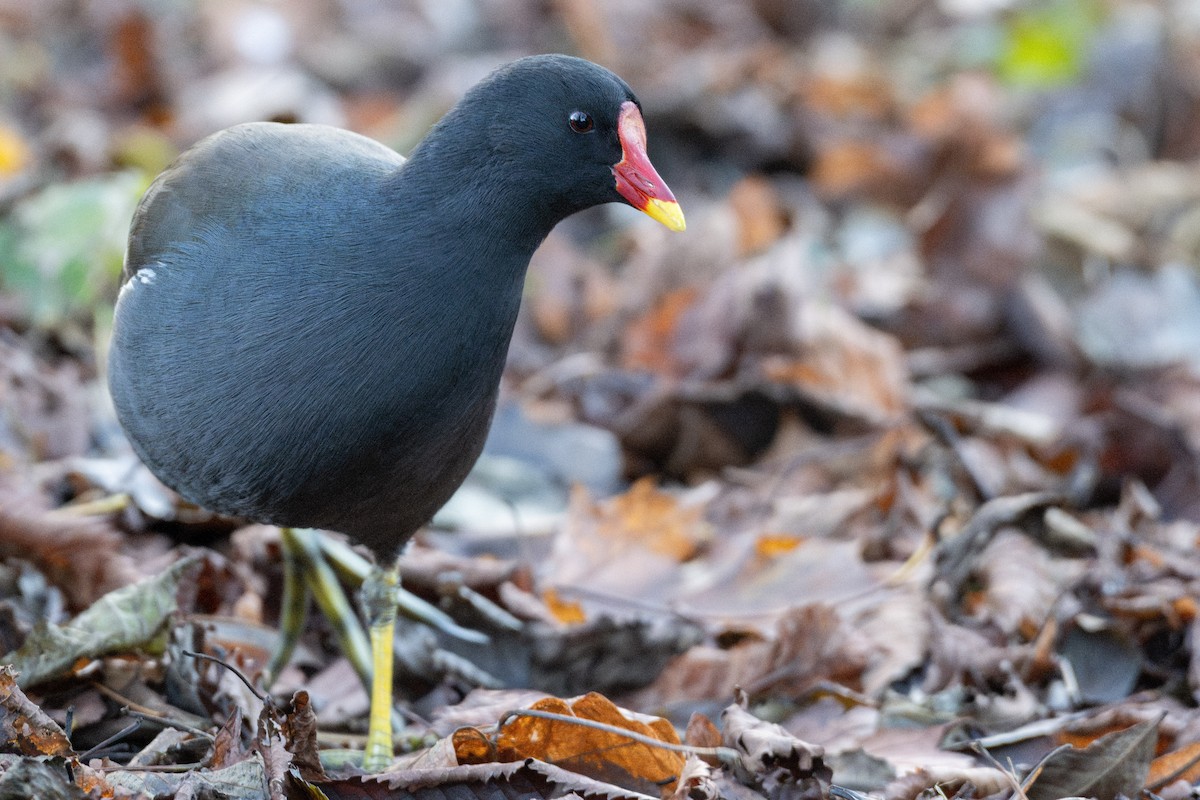 Eurasian Moorhen - ML645609436