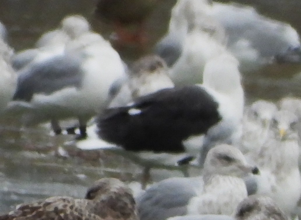 Great Black-backed Gull - ML645609437