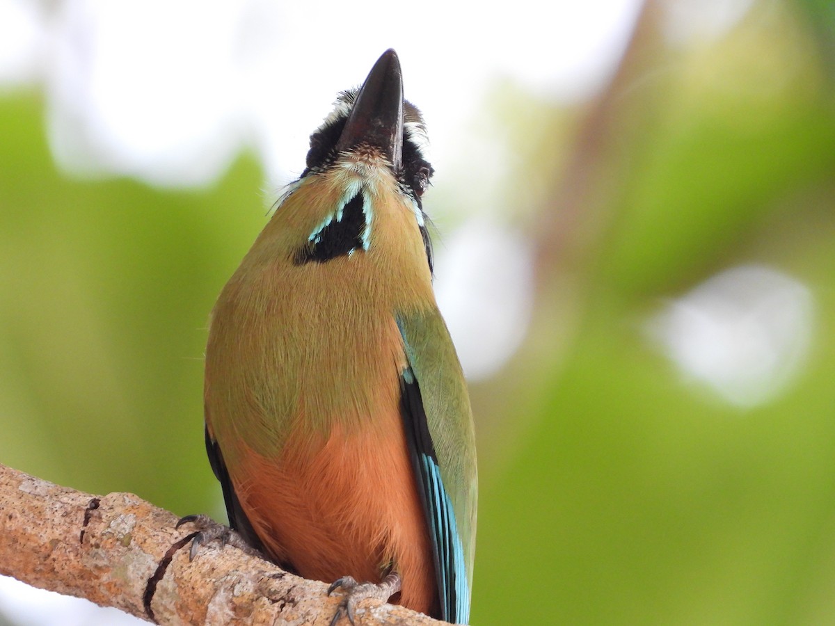 Момот рудочеревий - ML645609442