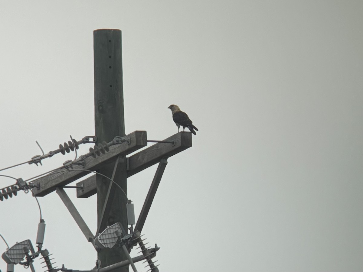 čimango žlutavý - ML645609443