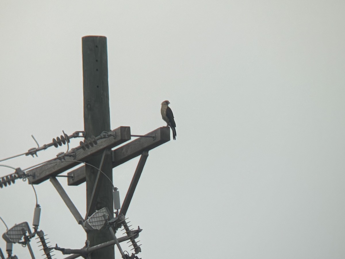 čimango žlutavý - ML645609444