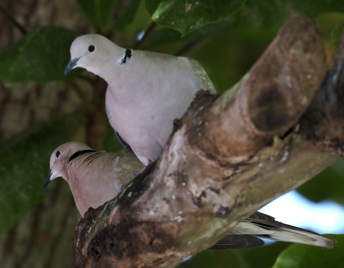 Eurasian Collared-Dove - ML645609449