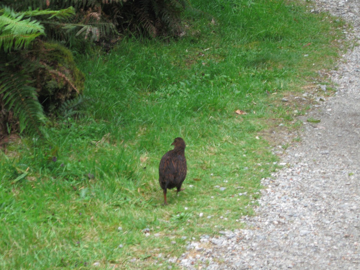 Weka - ML645609472