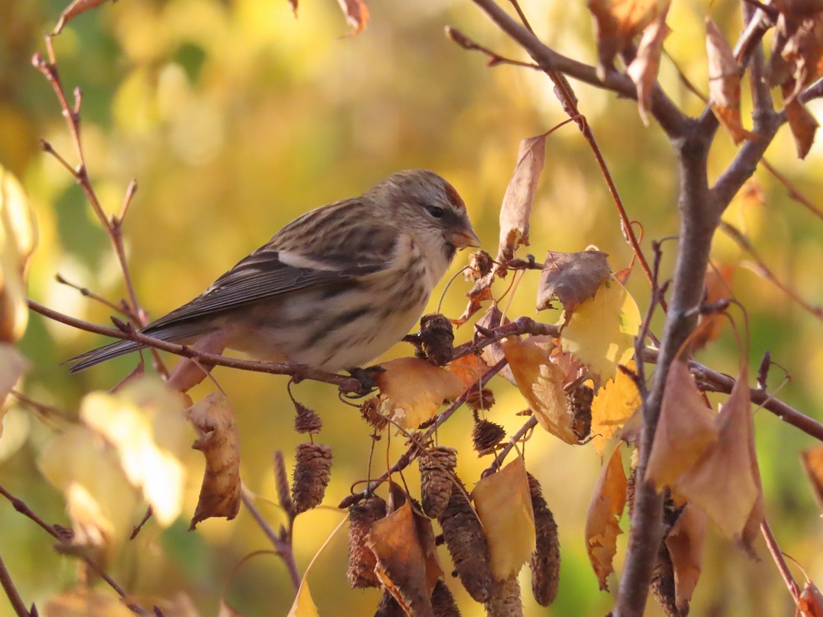 Pardillo Sizerín (alpino) - ML645609474