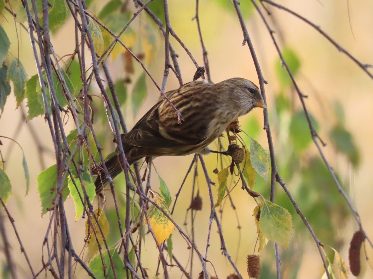Pardillo Sizerín (alpino) - ML645609475