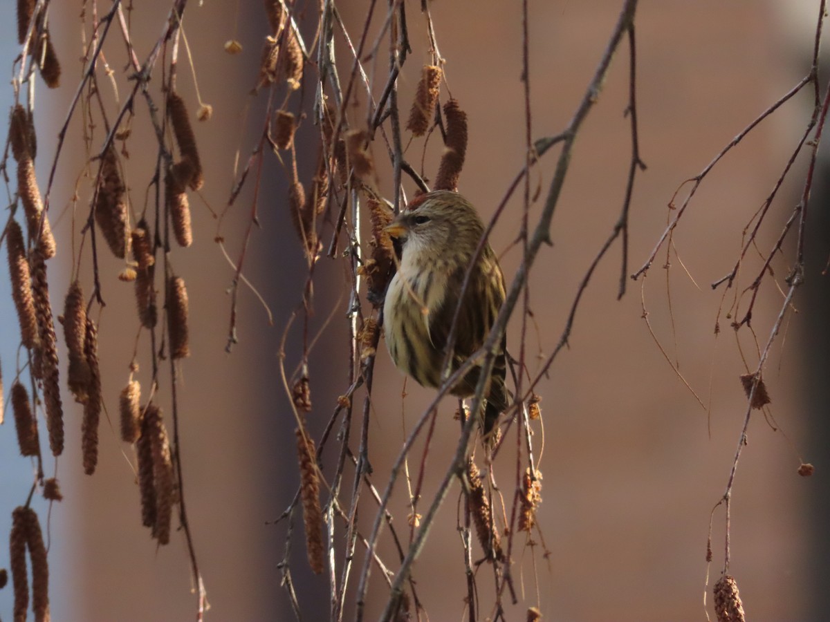 Pardillo Sizerín (alpino) - ML645609476