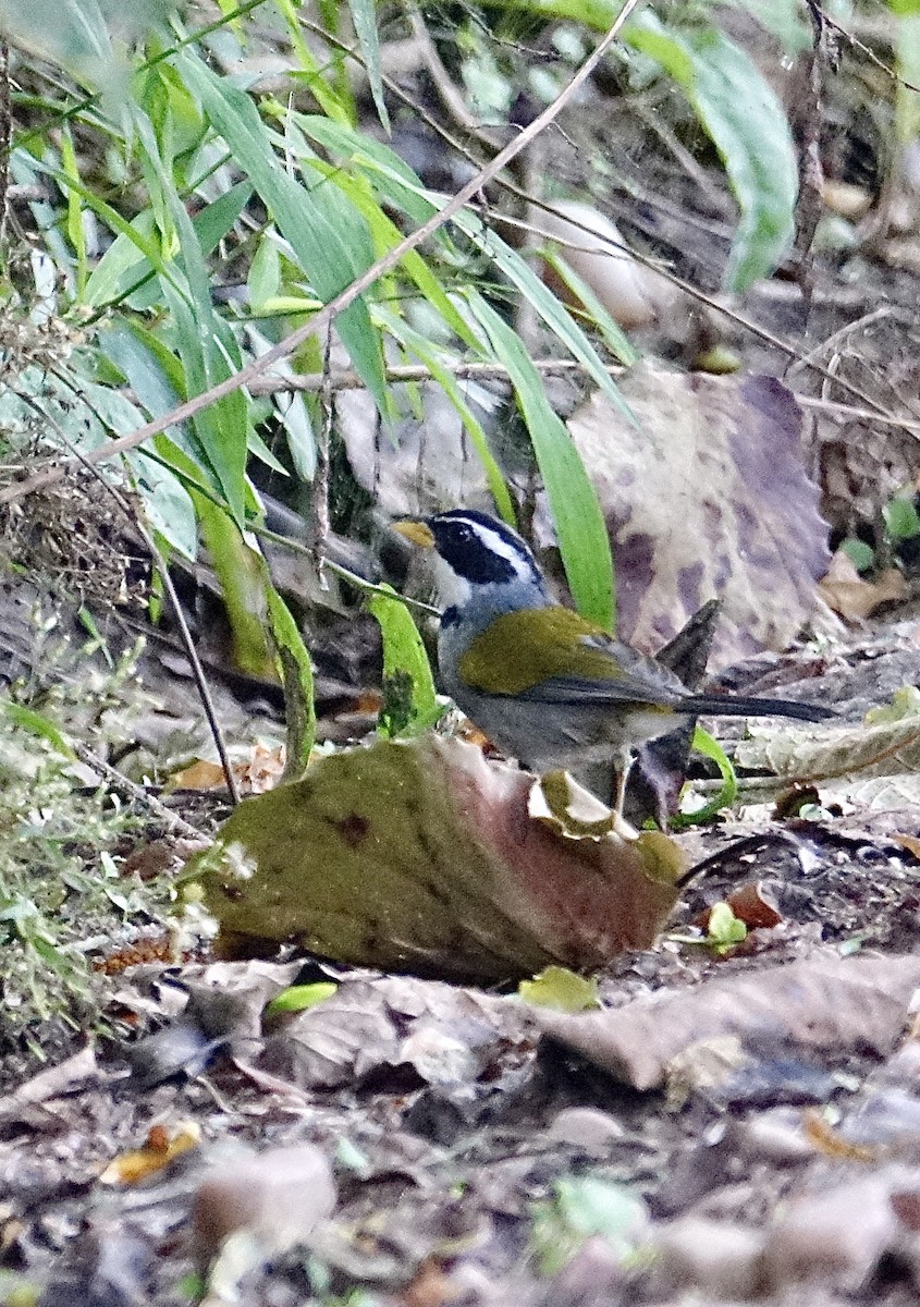 Moss-backed Sparrow - ML645609484