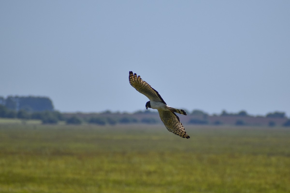 Long-winged Harrier - ML645609496