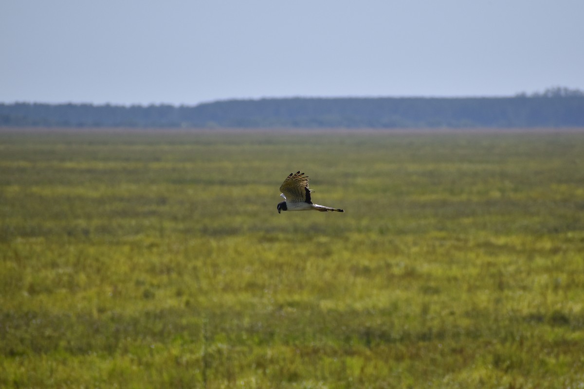 Long-winged Harrier - ML645609497