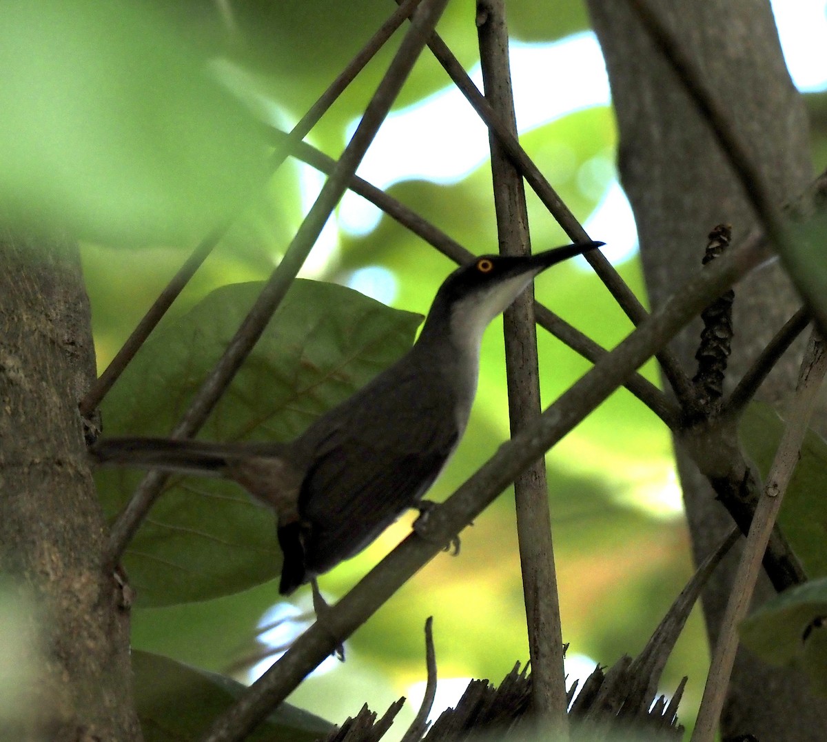 Gray Trembler - ML645609498