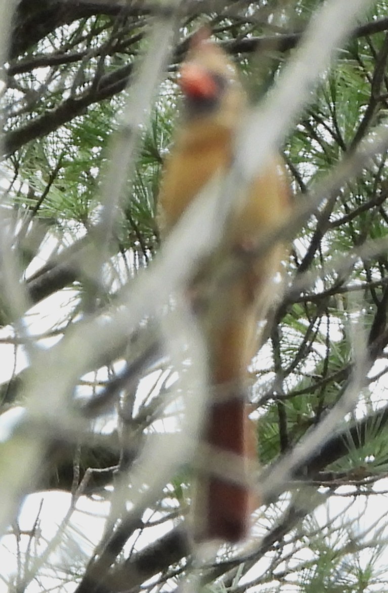 Northern Cardinal - ML645609505