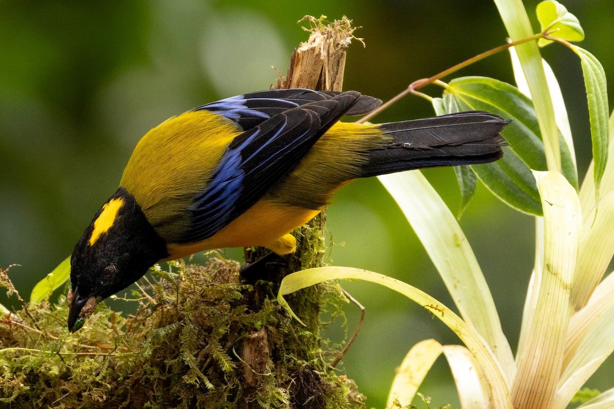 クロアゴヤマフウキンチョウ - ML645609516