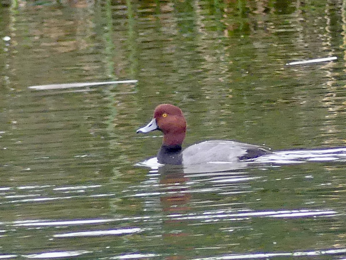 Redhead - ML645609527