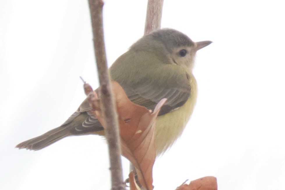 Eastern Warbling Vireo - ML645609542