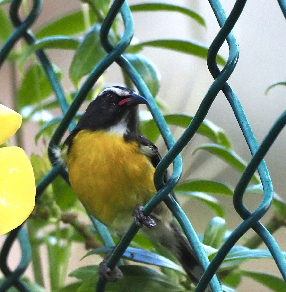Bananaquit - ML645609546